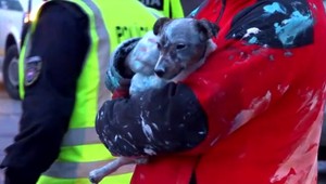 Pes v aute zažil počas čelnej zrážky poriadny šok