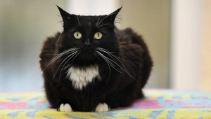 Kocúr zdedil rozprávkové bohatstvo: 10 miliónov eur a vilu!