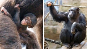 Pražská ZOO smúti. Čulý samček Tatu sa obesil