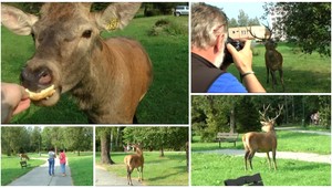 VIDEO: Obyvateľom sídliska spríjemnil deň jeleň