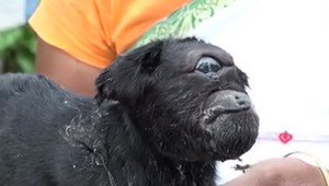 Koza ako kyklop. Toto sa môže stať len v Indii