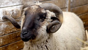 Zvrátené! Michal sa uspokojoval na baranovi