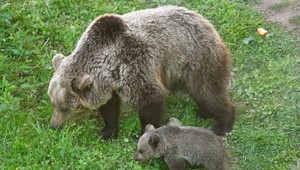 Neďaleko závodu v Sučanoch zaútočila na muža medvedica