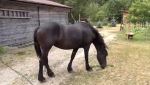 Polícia prijala opatrenia na ochranu farmárov. Niekto im kradne kone