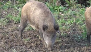 Africký mor ošípaných straší poľovníkov, varujú pred katastrofou