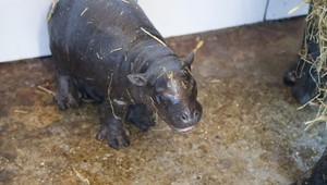 BAWU, vitaj na svete! Bratislavská ZOO oslavuje narodenie vzácneho hrošíka