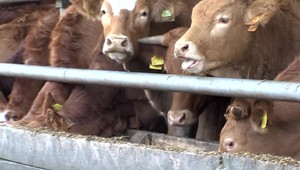 Kuriózny prípad: Krava upozornila strážnika, že jej chýba dieťa