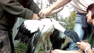 Rehabilitácia pre vtákov už funguje aj na Slovensku