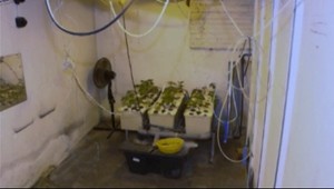 Nezamestnanej zhabali 5000 dávok trávy! Chcela liečiť susedy