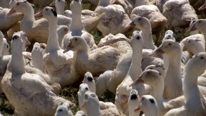 Vtáčia chrípka opäť útočí. Len 10 kilometrov od našich hraníc museli prijať rázne opatrenia