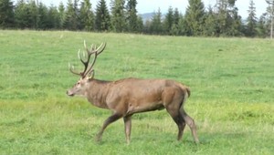 Statného dvanástoráka previezli na vidiecku prevýchovu