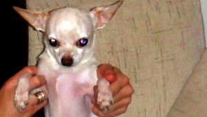 Pomôžte nám v pátraní po psíkovi