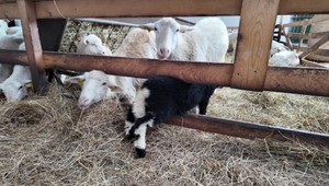 Koľko bude stáť jahňacina a mlieko tento rok?