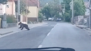 Útok medveďa v Závažnej Porube má dohru. Problémového jedinca eliminovali