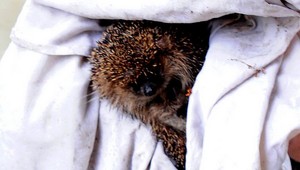 FOTO: Bezbranný ježko našiel v rozvodnenej rieke záchrancu