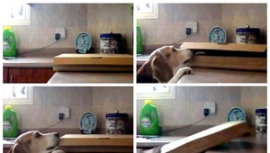 Z bígla sériový zlodej, nachytali ho na pizzu!