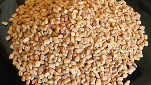 Objavili nový zdroj vraždiacej E.coli, zabíja grécke seno!