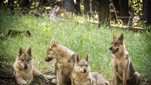 Ochranári chcú absolútny zákaz odstrelu vlkov. Sú pre nás veľmi užitoční, tvrdia