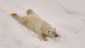 Zima trápi aj zvieratá, zahrievajú ich radiátory či podlahové kúrenie