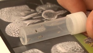 Na tele mala štípance, tak zavolala deratizéra. Bratislavčanka mala v byte bzdochy