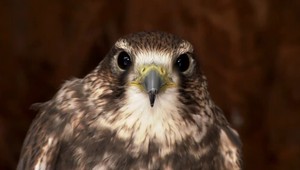 Sokoliarstvo bude v zozname UNESCO. Málokto vie, ako sa na Slovensko dostalo