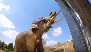 Prečo slony takmer nepoznajú rakovinu