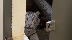 VIDEO: Malé tigríčatá boli držané v garáži. Skončili v záchytnom centre