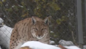 Do ZOO doviezli francúzskeho rysa. Padnú mu naše samičky do oka?