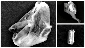 Objavili dôkaz mimozemského života, video vo vnútri