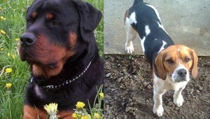 Pomôžte nájsť týchto psíkov! Stratili sa v Krompachoch