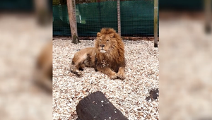 Lev na úteku: Krvavá dráma v zooparku sa skončila streľbou