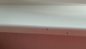 V Šali trápi ľudí premnožený nepríjemný hmyz. Dostáva sa do bytov v stovkách