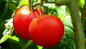 Dávate paradajky do chladničky? Je to obrovská chyba, tu je dôvod