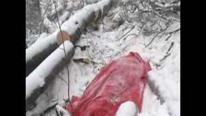 Drevorubača privalil strom. Zomrel