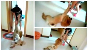 VIDEO. Pes sa nechce kúpať, tak hrá mŕtveho