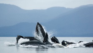 Z oceánu pri Kanade sa šíri divný zvuk, vyhnal všetky zvieratá
