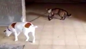 Toto ste ešte nevideli! Mačka si vedie psa na vôdzke