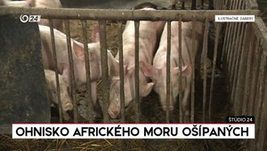 Štúdio 24: Ohnisko afrického moru ošípaných