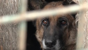 Prefíkaná lúpež pri Prešove: Zlodeji omámili psi a odniesli si lup za tisícky eur