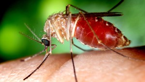 V Česku sa nakazila žena (72) západonílskou horúčkou. V nemocnici zomrela