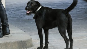 VIDEO: Macronov pes urobil niečo výnimočné. Nudné rokovanie zmenil na zábavu