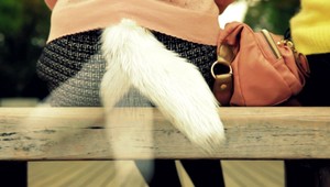 FOTOGALÉRIA. Vrtieť chvostom môže už aj človek!