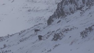 VIDEO: Lesníci zachraňujú kamzíky. Ohrozuje ich nielen sneh