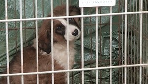 Auto smrti: Šteniatko strčili k mŕtvolám!