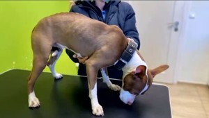 Mladého psa našli uviazaného o koľajnice. Za verejné týranie hrozí vinníkovi niekoľkoročný trest