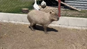 Po týždni pátrania ju našli.  Kapybaru Fifinku však nevedia odchytiť