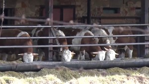 Býk napadol pracovníka družstva. Usmrteného muža našli až jeho kolegovia