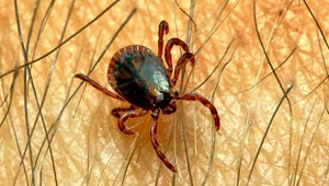 MAPA: Hygienici varujú pred nárastom kliešťov, toto sú najrizikovejšie oblasti