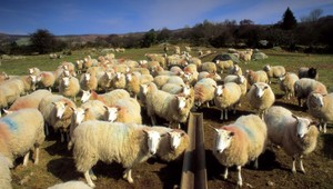 Blázniví vedci. Vyvinuli ovce, ktoré svietia v tme