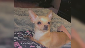 VIDEO: Roztomilej čivave odvaha nechýbala. Takto trielila po diaľnici